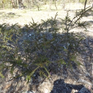 Acacia paradoxa at Narrangullen, NSW - 1 Nov 2017