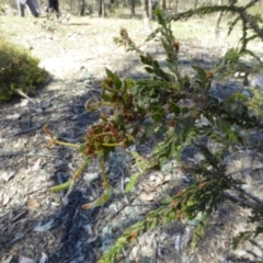 Acacia paradoxa at Narrangullen, NSW - 1 Nov 2017