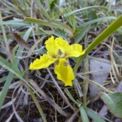 Goodenia hederacea (Ivy Goodenia) at Narrangullen, NSW - 1 Nov 2017 by AndyRussell