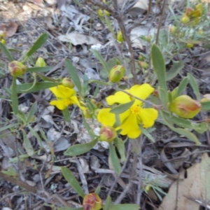 Hibbertia obtusifolia at Narrangullen, NSW - 1 Nov 2017 01:37 PM