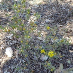 Hibbertia obtusifolia at Narrangullen, NSW - 1 Nov 2017 01:37 PM