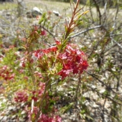 Calytrix tetragona (Common Fringe-myrtle) at Narrangullen, NSW - 1 Nov 2017 by AndyRussell