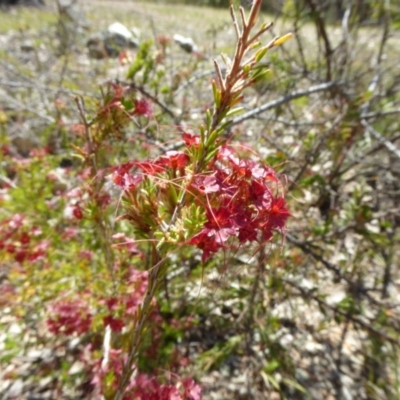 Calytrix tetragona (Common Fringe-myrtle) at Narrangullen, NSW - 1 Nov 2017 by AndyRussell