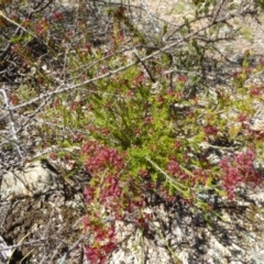 Calytrix tetragona at Narrangullen, NSW - 1 Nov 2017 01:38 PM
