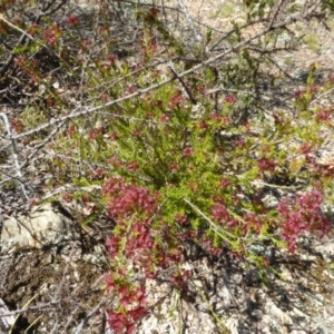 Calytrix tetragona at Narrangullen, NSW - 1 Nov 2017