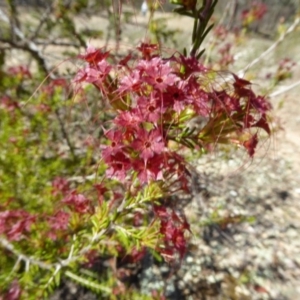 Calytrix tetragona at Narrangullen, NSW - 1 Nov 2017