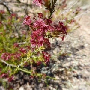 Calytrix tetragona at Narrangullen, NSW - 1 Nov 2017