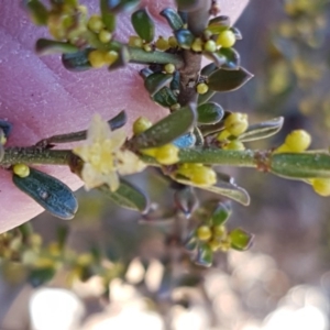 Phyllanthus occidentalis at Acton, ACT - 25 Aug 2020 12:47 PM