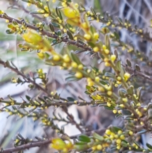 Phyllanthus occidentalis at Acton, ACT - 25 Aug 2020 12:47 PM