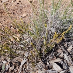 Phyllanthus occidentalis at Acton, ACT - 25 Aug 2020 12:47 PM