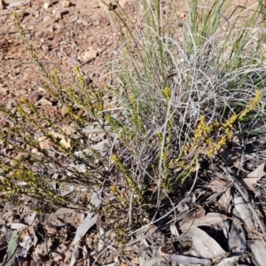 Phyllanthus occidentalis at Acton, ACT - 25 Aug 2020