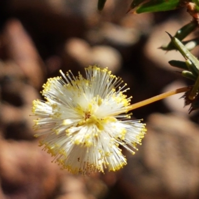 Acacia gunnii (Ploughshare Wattle) at Black Mountain - 25 Aug 2020 by trevorpreston