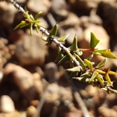 Acacia gunnii at Black Mountain - 25 Aug 2020