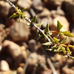 Acacia gunnii at Black Mountain - 25 Aug 2020 12:48 PM