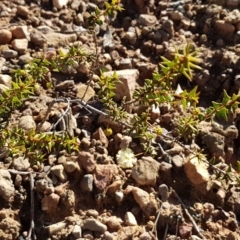 Acacia gunnii at Black Mountain - 25 Aug 2020 12:48 PM