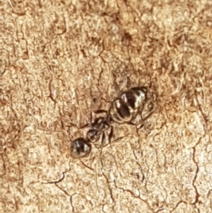 Myrmecorhynchus emeryi at Acton, ACT - 25 Aug 2020