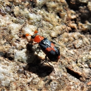 Notointybia cavicornis at Coree, ACT - 25 Aug 2020