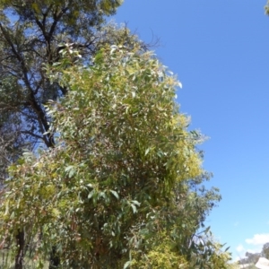 Acacia obliquinervia at Wee Jasper, NSW - 1 Nov 2017 01:03 PM