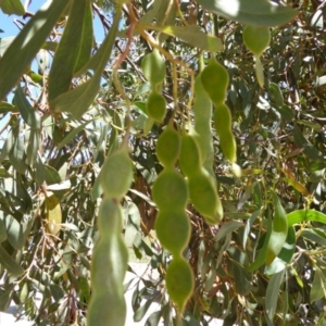 Acacia obliquinervia at Wee Jasper, NSW - 1 Nov 2017