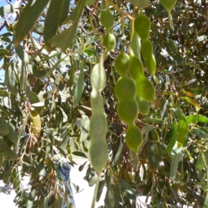 Acacia obliquinervia at Wee Jasper, NSW - 1 Nov 2017