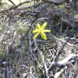 Tricoryne elatior at Narrangullen, NSW - 1 Nov 2017