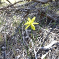 Tricoryne elatior (Yellow Rush Lily) at Narrangullen, NSW - 1 Nov 2017 by AndyRussell