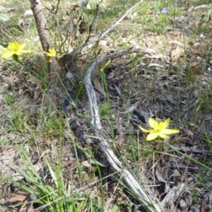 Tricoryne elatior at Narrangullen, NSW - 1 Nov 2017