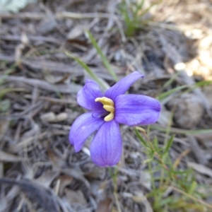 Cheiranthera linearis at Narrangullen, NSW - 1 Nov 2017