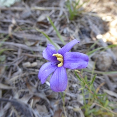 Cheiranthera linearis (Finger Flower) at Narrangullen, NSW - 1 Nov 2017 by AndyRussell