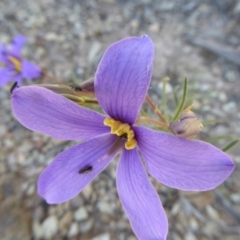 Cheiranthera linearis at Narrangullen, NSW - 1 Nov 2017