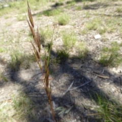 Rytidosperma pallidum (Red-anther Wallaby Grass) at Narrangullen, NSW - 1 Nov 2017 by AndyRussell