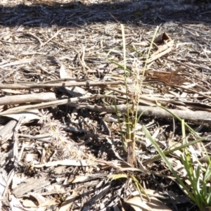 Lomandra multiflora at Narrangullen, NSW - 1 Nov 2017 02:15 PM