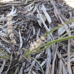 Lomandra multiflora at Narrangullen, NSW - 1 Nov 2017