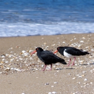 Haematopus longirostris at Edrom, NSW - suppressed