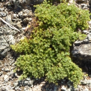 Acrotriche serrulata at Narrangullen, NSW - 1 Nov 2017 02:15 PM