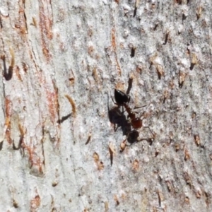 Crematogaster sp. (genus) at Acton, ACT - 25 Aug 2020