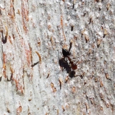 Crematogaster sp. (genus) (Acrobat ant, Cocktail ant) at Acton, ACT - 25 Aug 2020 by trevorpreston