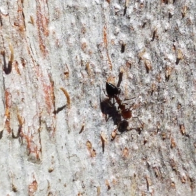 Crematogaster sp. (genus) (Acrobat ant, Cocktail ant) at Black Mountain - 25 Aug 2020 by trevorpreston