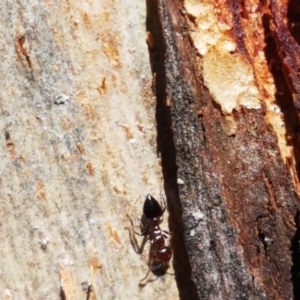 Crematogaster sp. (genus) at Acton, ACT - 25 Aug 2020 01:02 PM