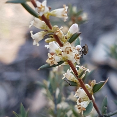 Monotoca scoparia (Broom Heath) at Point 38 - 25 Aug 2020 by tpreston