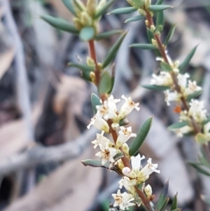 Monotoca scoparia at Black Mountain - 25 Aug 2020