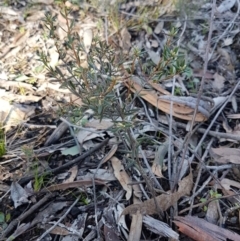 Monotoca scoparia at Black Mountain - 25 Aug 2020