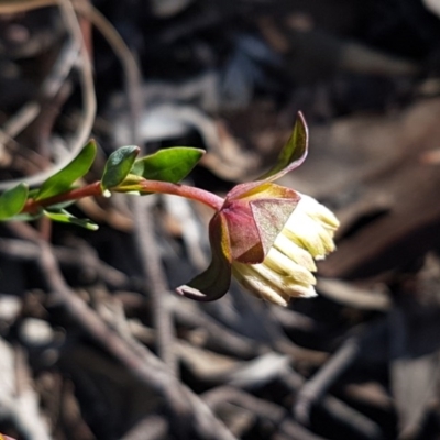 Pimelea linifolia subsp. linifolia (Queen of the Bush, Slender Rice-flower) at Point 38 - 25 Aug 2020 by tpreston