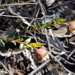 Pimelea linifolia subsp. linifolia at Black Mountain - 25 Aug 2020