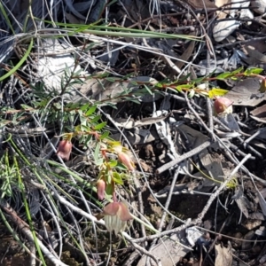 Pimelea linifolia subsp. linifolia at Black Mountain - 25 Aug 2020