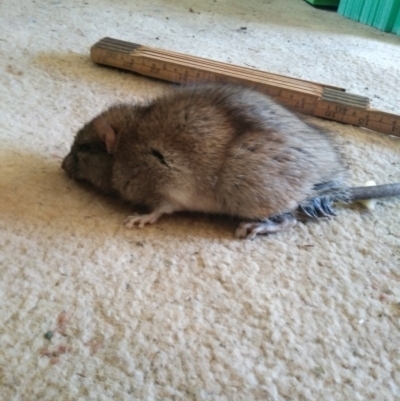 Rattus rattus (Black Rat) at Lower Boro, NSW - 17 Aug 2020 by AndyRussell