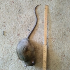 Rattus rattus at Lower Boro, NSW - 17 Aug 2020 01:28 PM