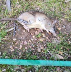 Rattus rattus at Lower Boro, NSW - 17 Aug 2020 01:28 PM