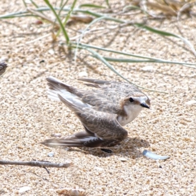 Anarhynchus ruficapillus (Red-capped Plover) at Edrom, NSW - 17 Nov 2014 by Nullica