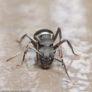 Polyrhachis phryne at Acton, ACT - 25 Aug 2020
